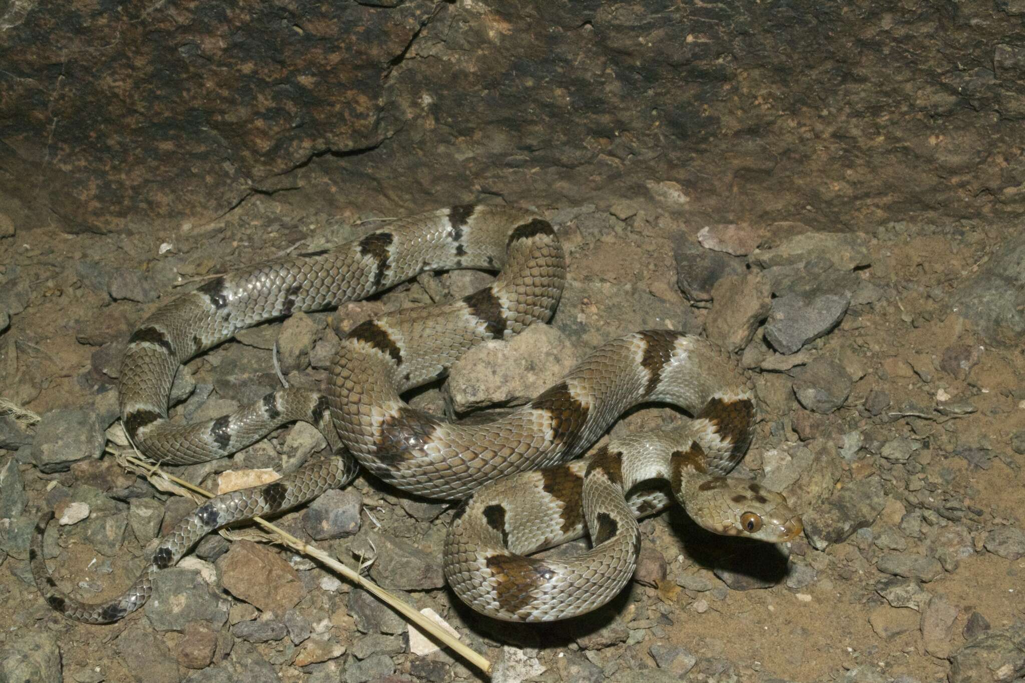 Image of Chihuahuan Desert Lyresnake