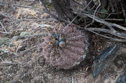 Image of Gymnocalycium bodenbenderianum A. Berger