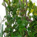 Image of Oryctanthus florulentus (Richard) Urb.