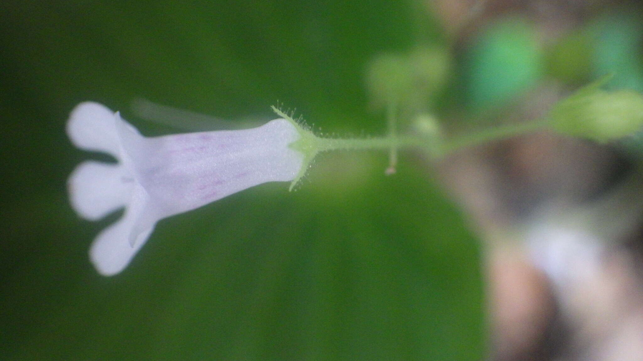 Streptocarpus capuronii Humbert resmi