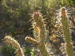 Image de Cylindropuntia bernardina