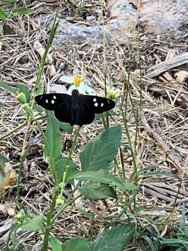 Image of Hammock Skipper