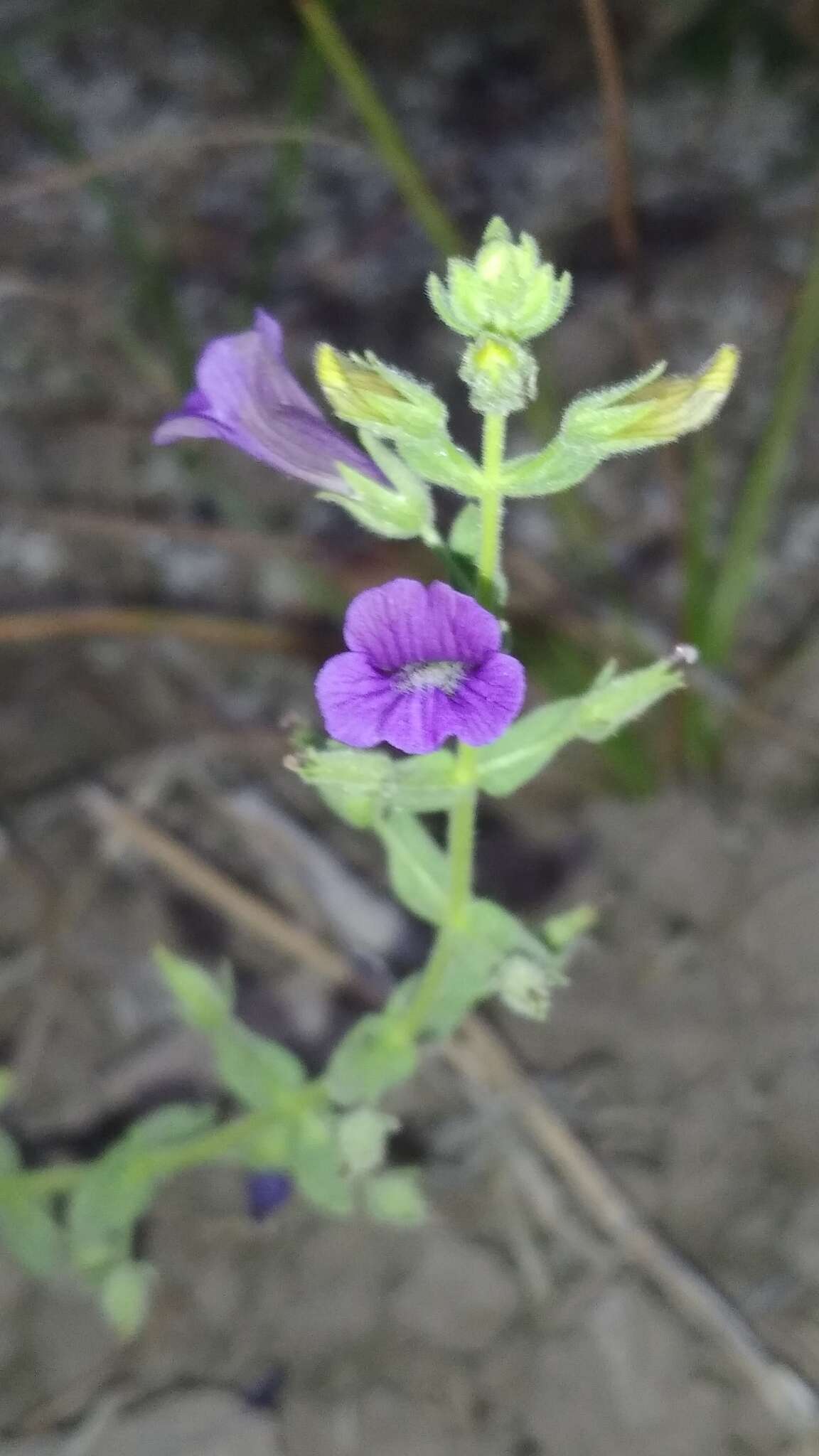 Image of Stemodia viscosa Roxb.