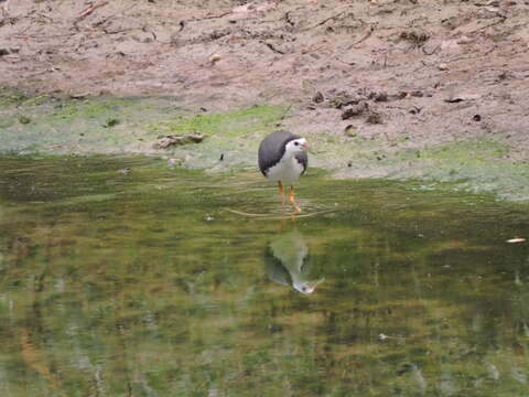 Image of White-breasted Waterhen