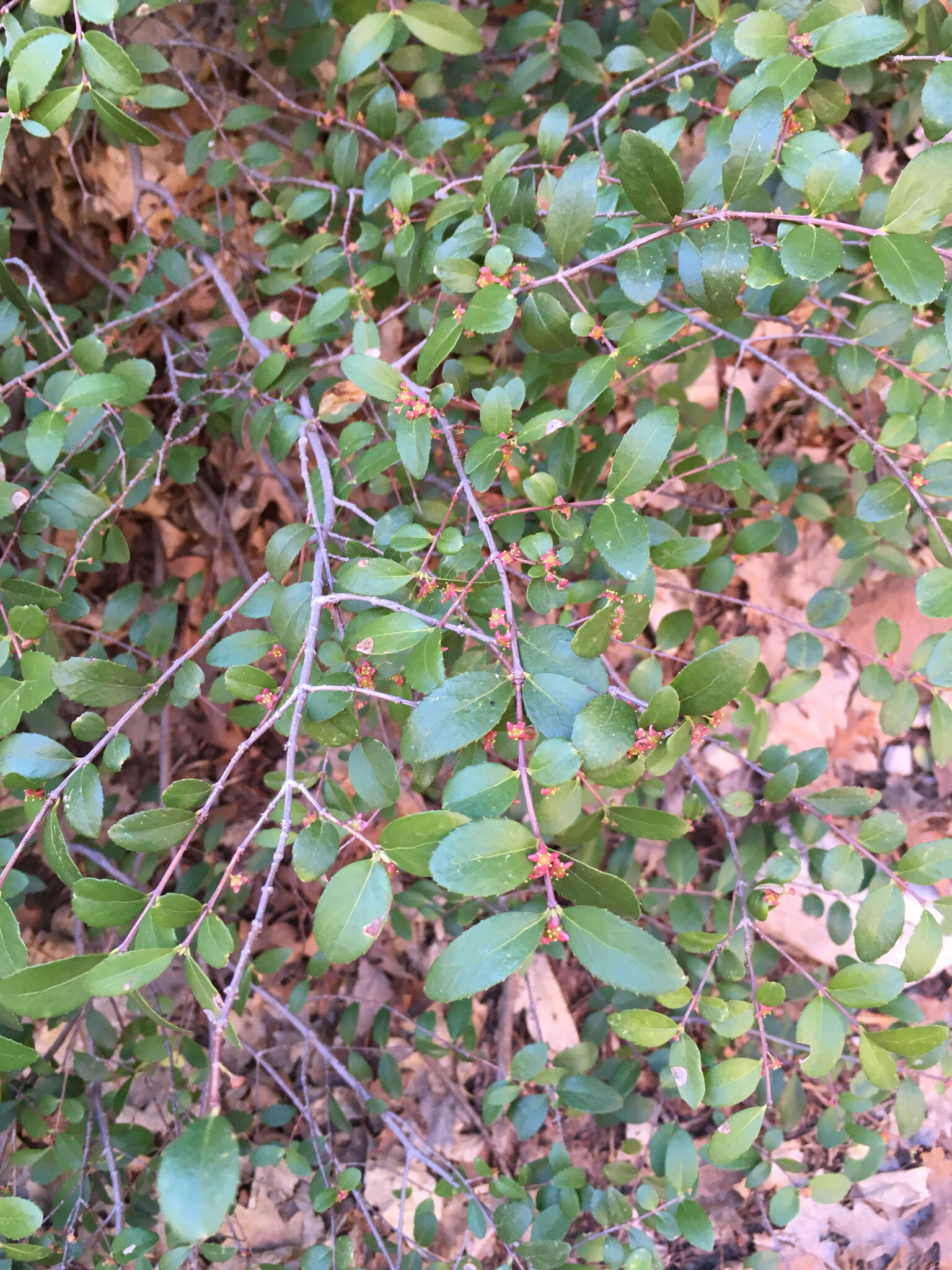 Image of Oregon boxleaf