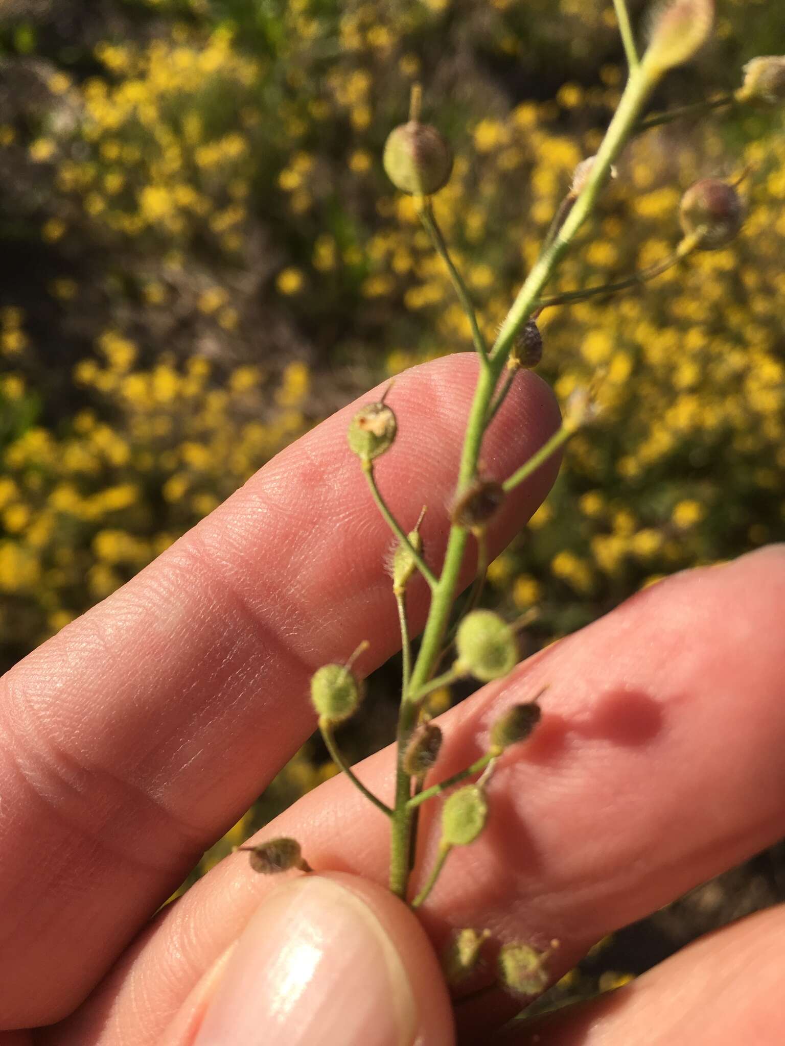 Image of Lescur's bladderpod