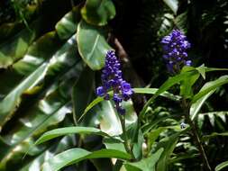 Image of Blue ginger