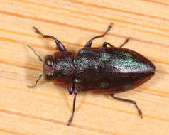 صورة Chrysobothris azurea Le Conte 1857