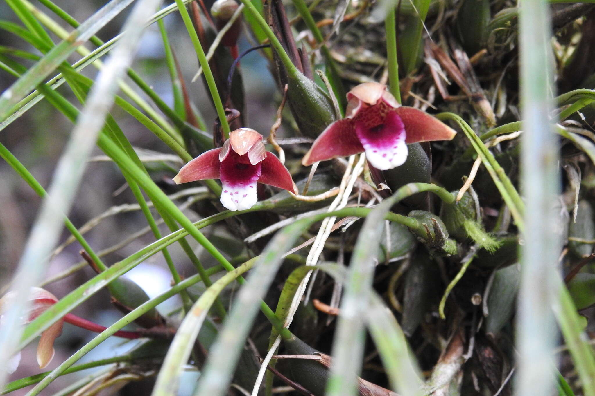 Image of Maxillaria sanguinea Rolfe