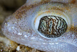 Image of CapeCross Thick-toed Gecko