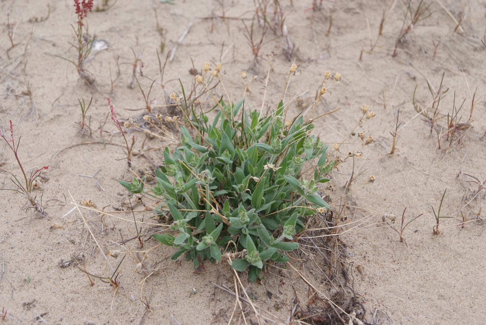 Image of Silene samojedorum (Sambuk) Oxelman