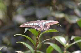 Image of <i>Graphium sarpedon connectens</i>