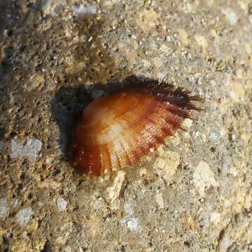 Image of bearded ark shell