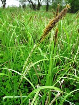 Imagem de Carex lacustris Willd.