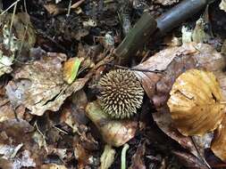 Imagem de Lycoperdon echinatum Pers. 1794