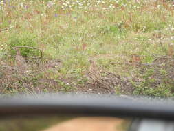 Image of Common Quail