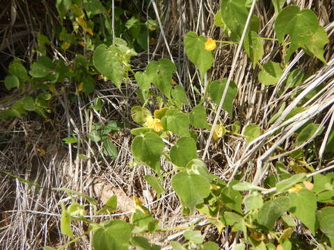 Image of viscid mallow