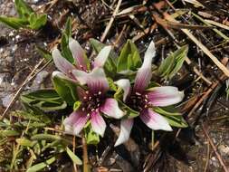 Caltha introloba F. Müll. resmi