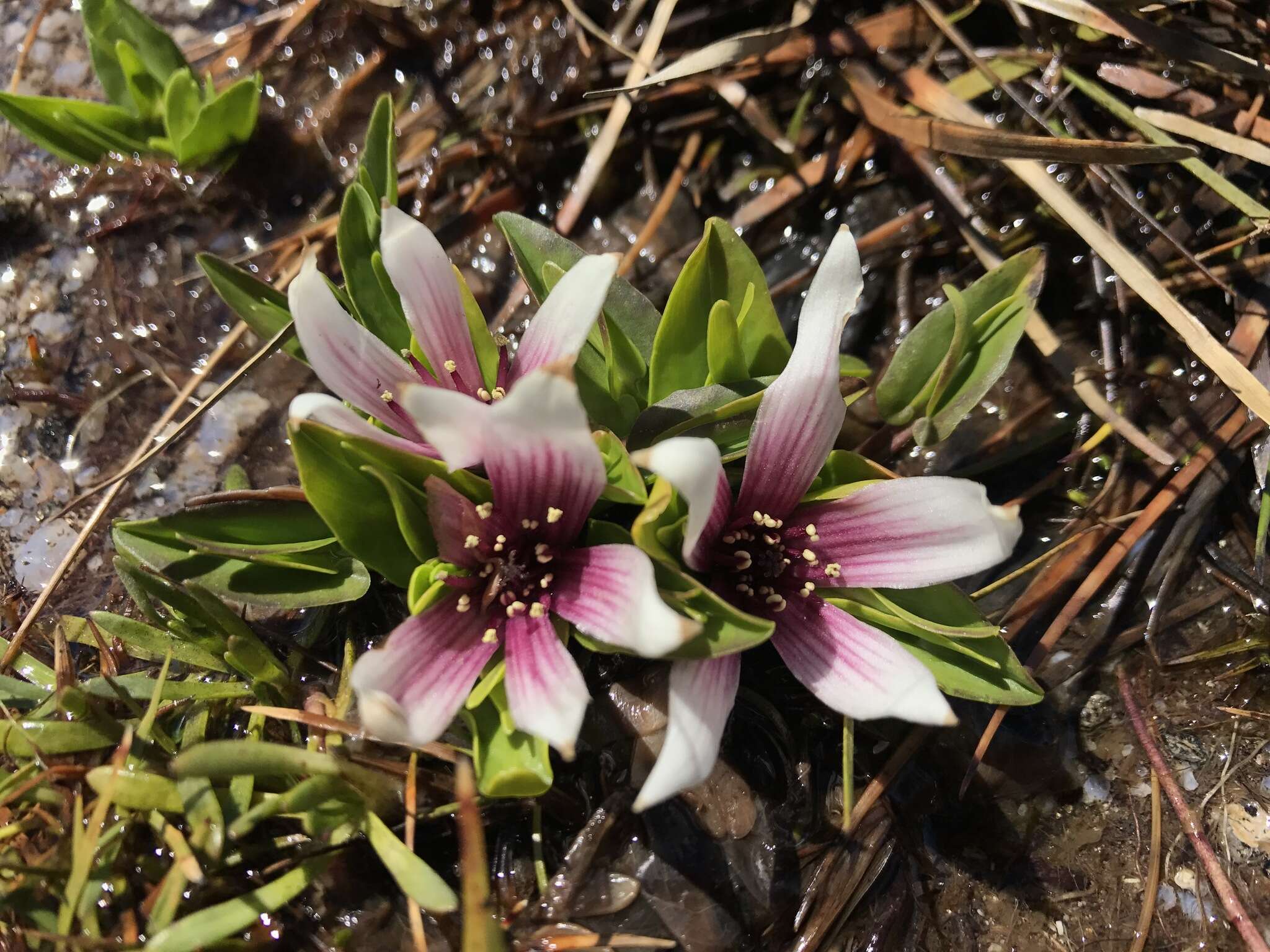 Caltha introloba F. Müll. resmi