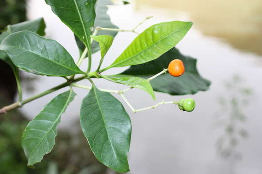 Image of poison devil's-pepper