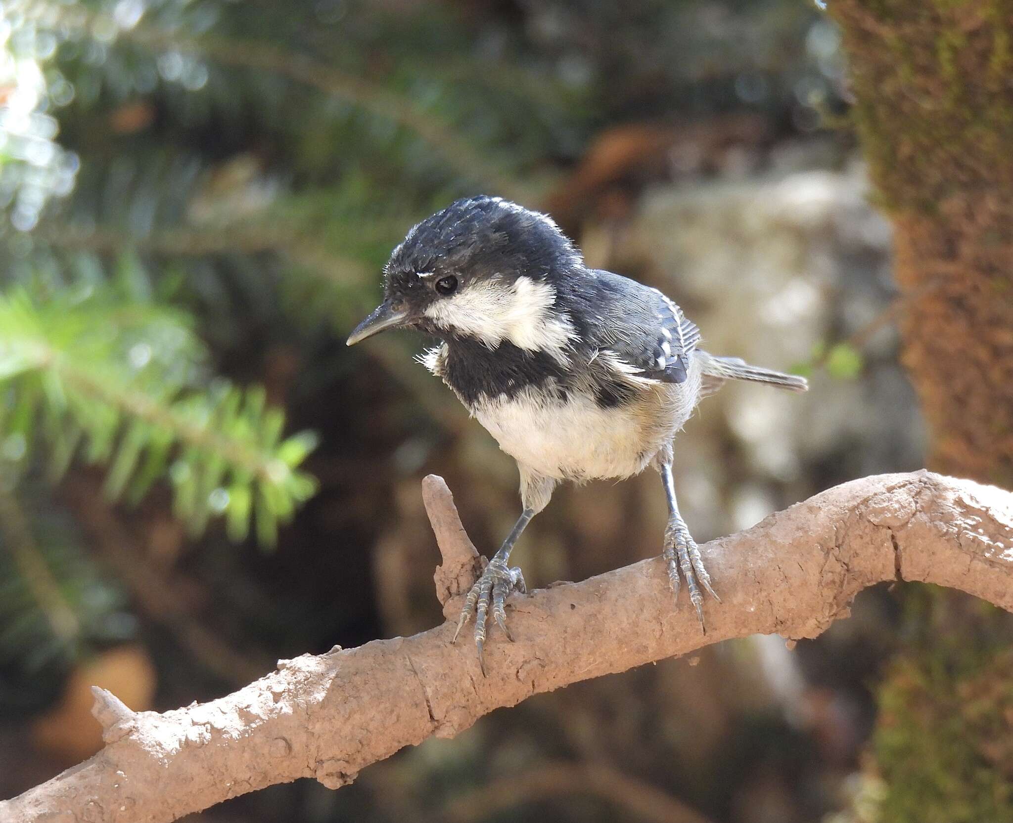 Image of Periparus ater ater (Linnaeus 1758)