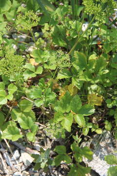 Image de Ligusticum scoticum subsp. hultenii (Fern.) Calder & Roy L. Taylor