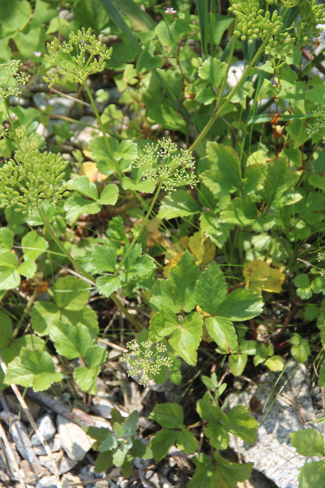 Image of Hulten's licorice-root