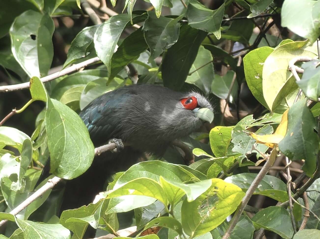 Image of Black-bellied Malkoha