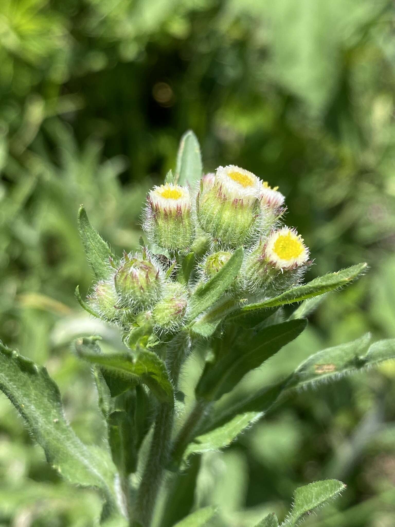 صورة Erigeron variifolius Blake