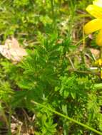 Imagem de Tagetes zypaquirensis Humb. & Bonpl.