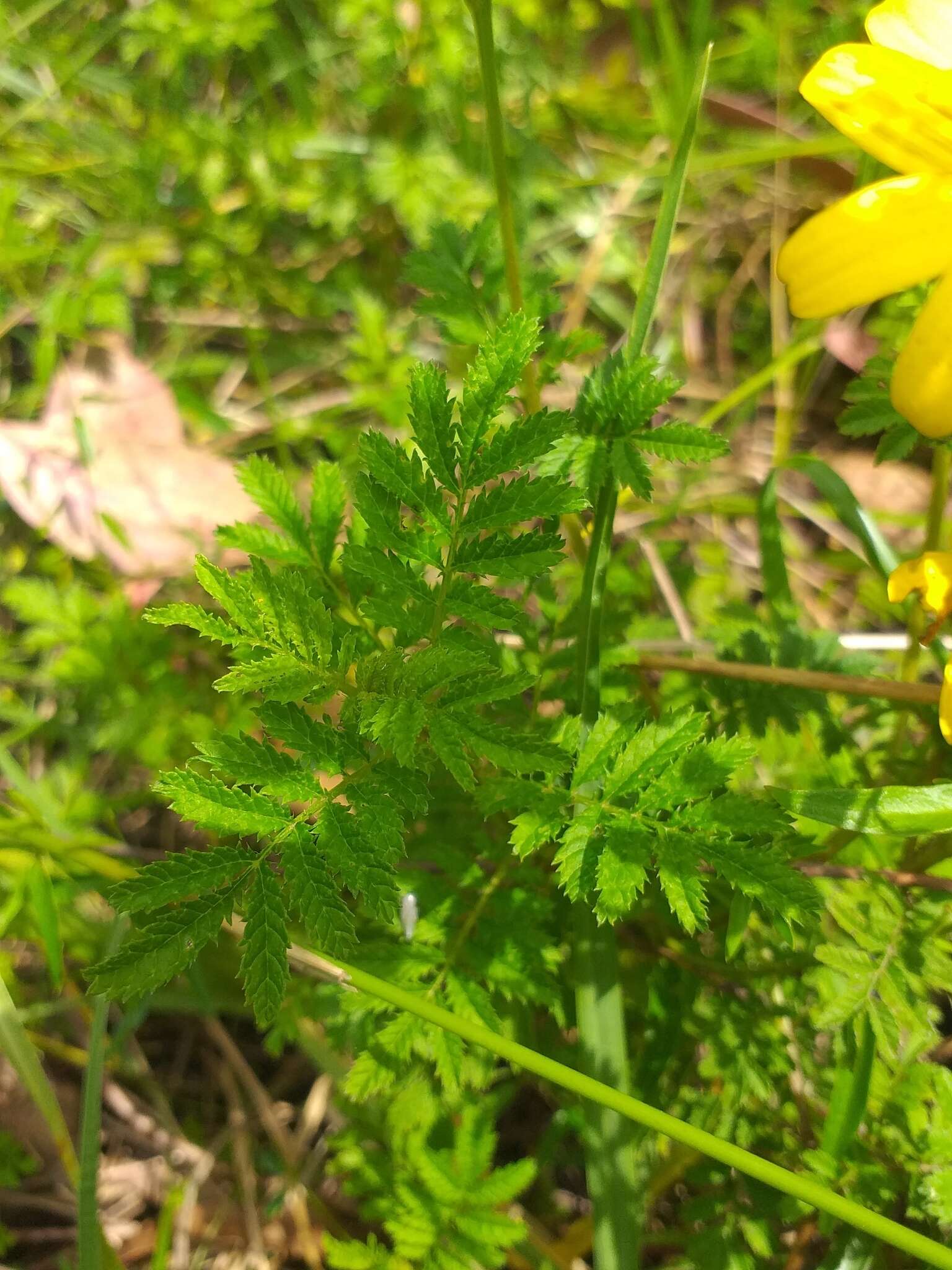 Imagem de Tagetes zypaquirensis Humb. & Bonpl.