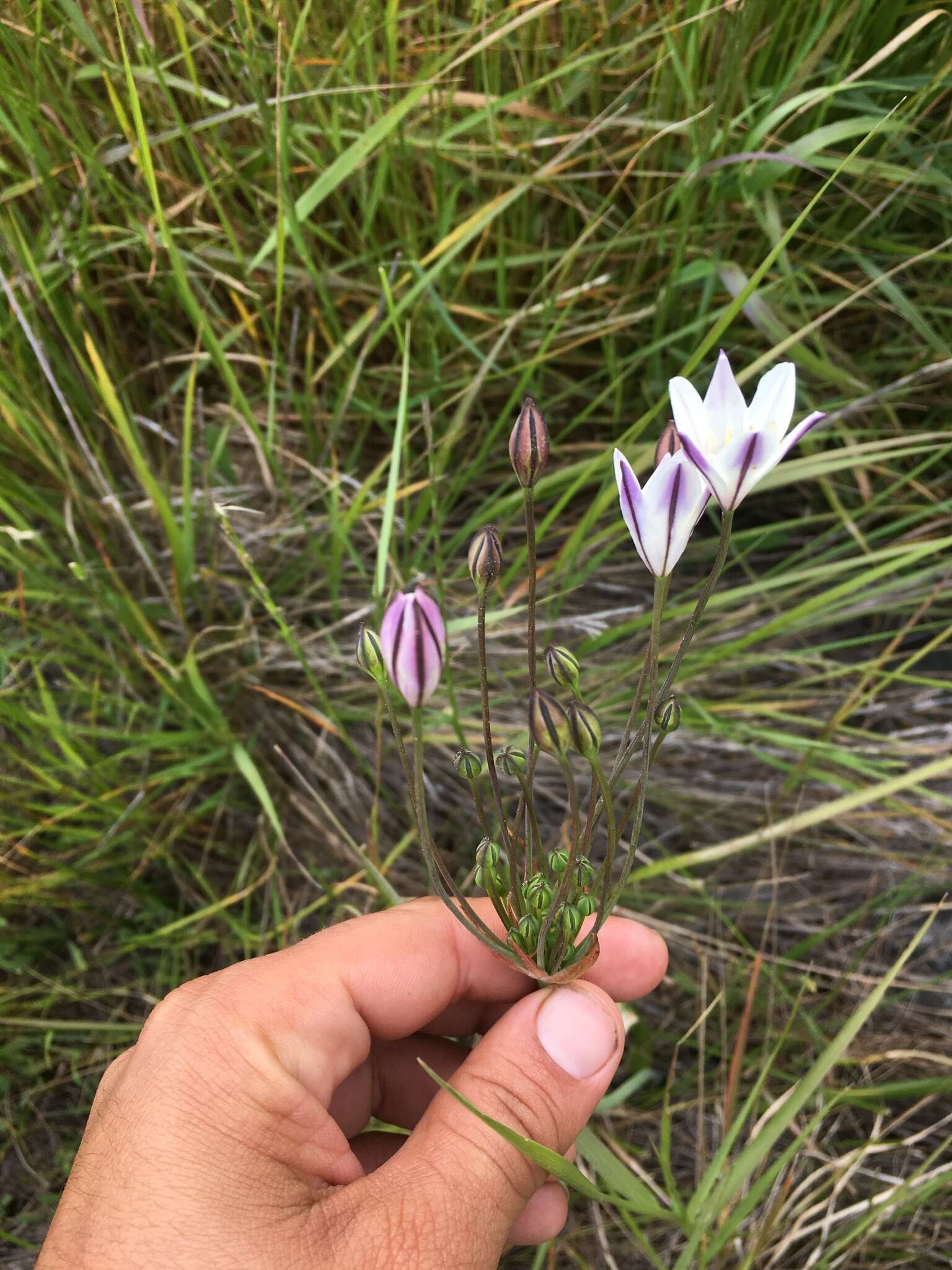 Image of long-ray brodiaea