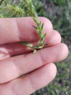 Image of Hyssop-Leaf Bugseed