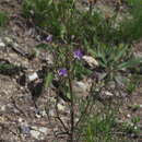 Imagem de Campanula sibirica subsp. sibirica