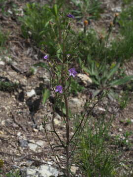 Image of Campanula sibirica subsp. sibirica