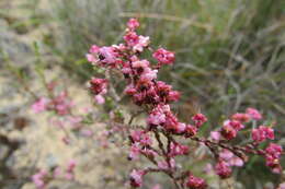 Image of Erica guthriei Bolus