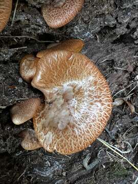 Image of Gymnopilus suberis (Maire) Singer 1951