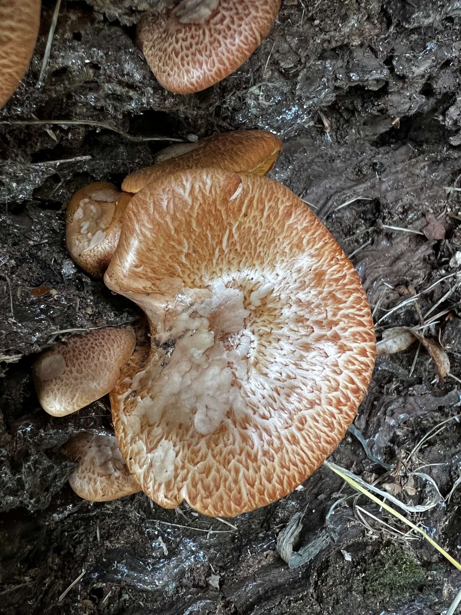 Imagem de Gymnopilus suberis (Maire) Singer 1951