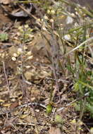 Image of Alyssum minutum Schlecht. ex DC.