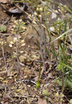 Image of Alyssum minutum Schlecht. ex DC.