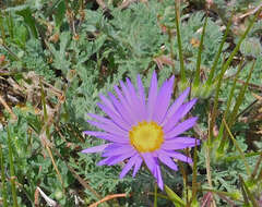 Image of tanseyleaf tansyaster