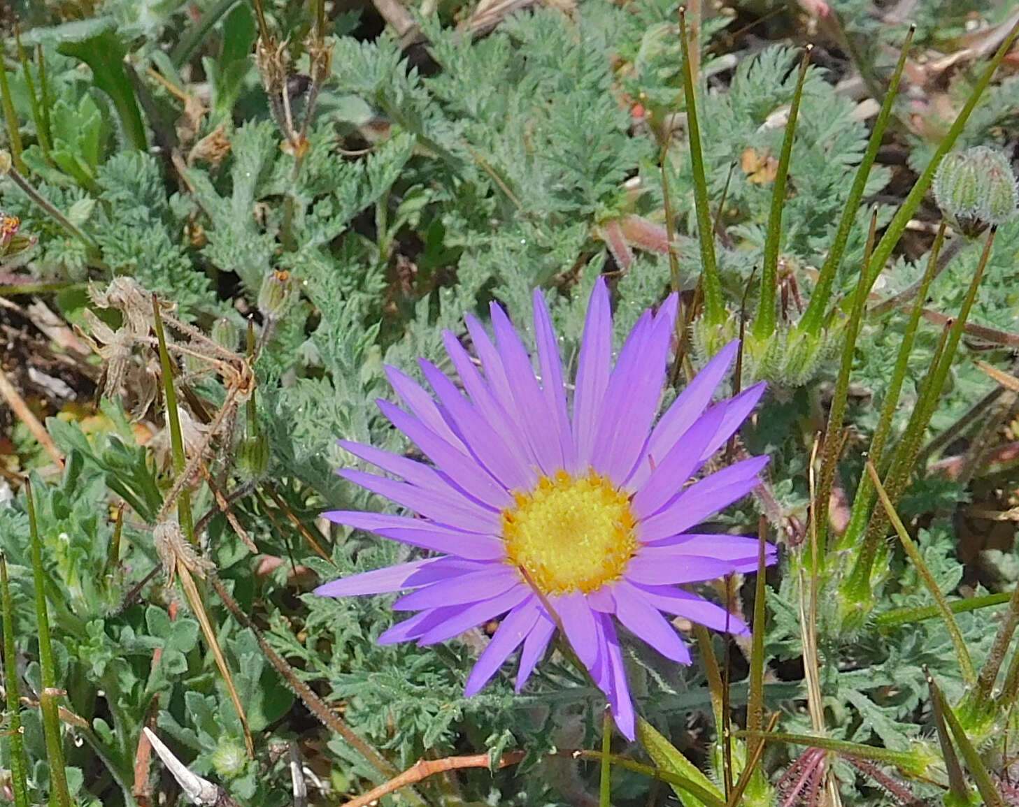 Machaeranthera tanacetifolia (Kunth) Nees resmi