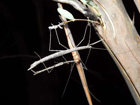 Image of Sipyloidea whitei Brock & Hasenpusch 2007