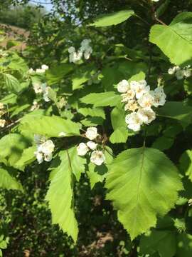 Crataegus holmesiana Ashe resmi