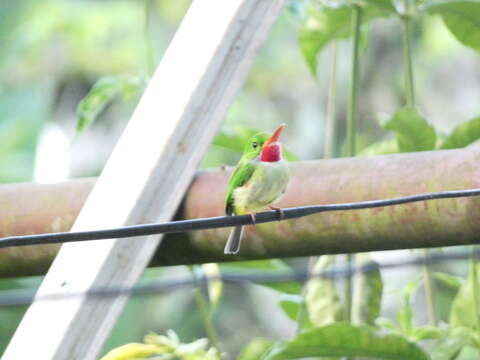 Image of Jamaican Tody