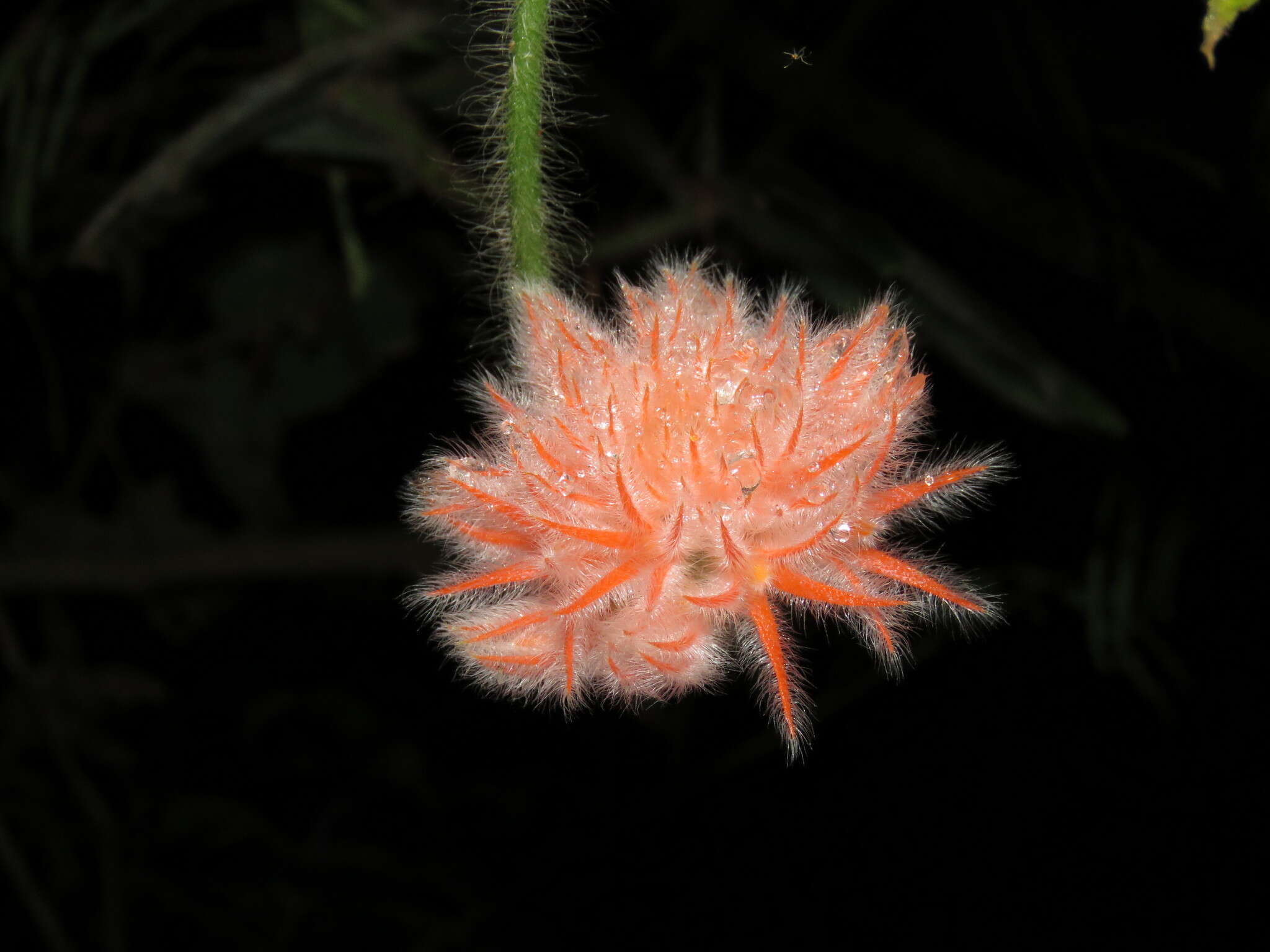 Image of Gurania eriantha (Poepp. & Endl.) Cogn.