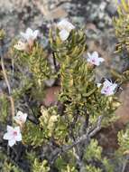 Image of Phyllosma capensis Bolus