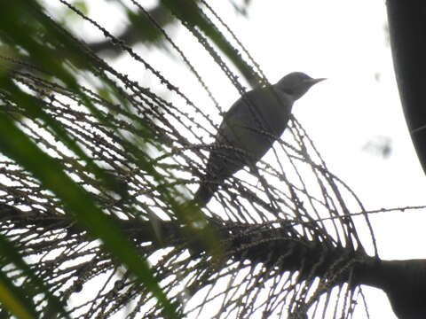 Imagem de Turdus subalaris (Seebohm 1887)