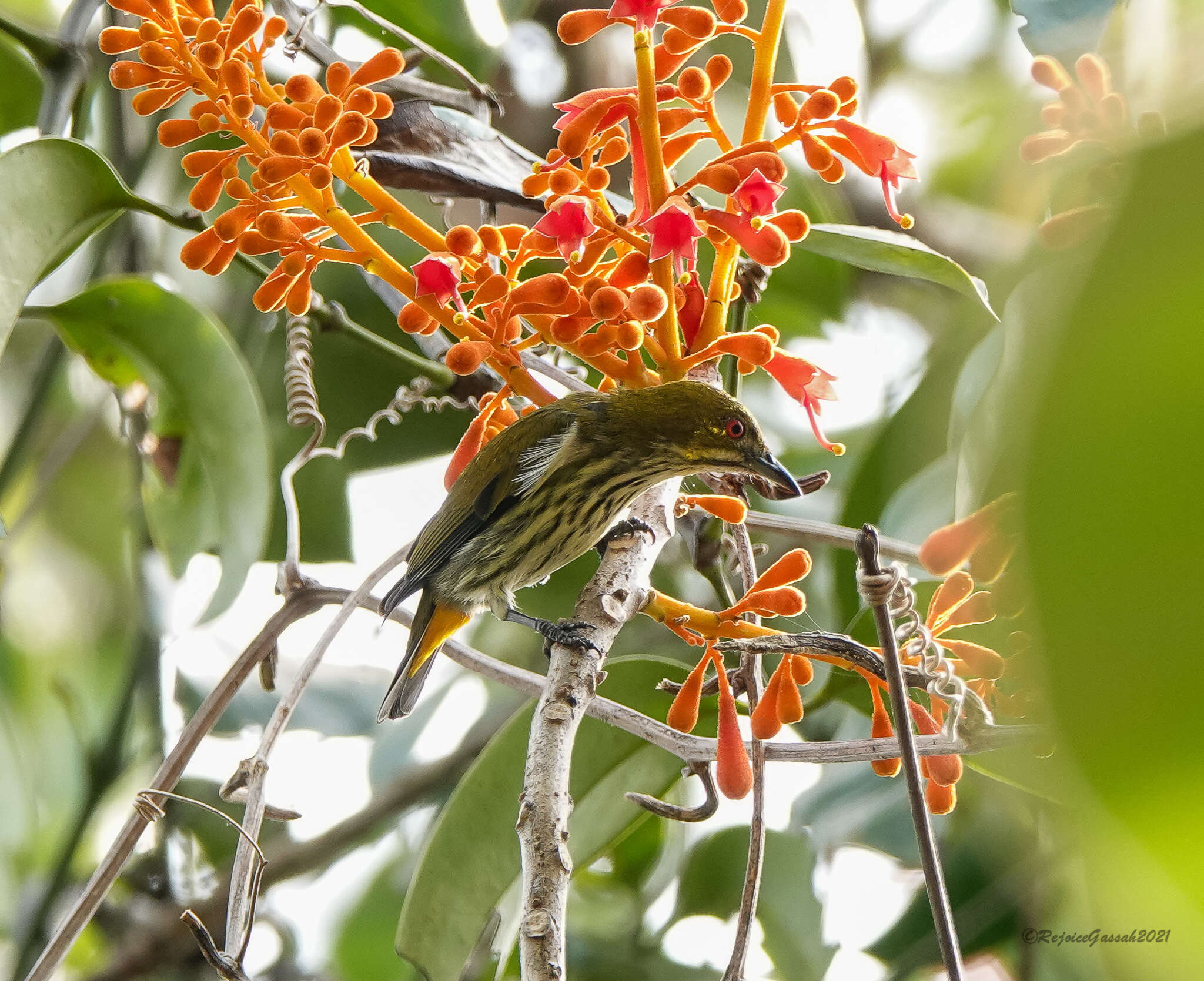 Image of Yellow-vented Flowerpecker
