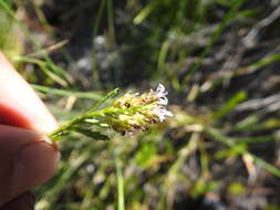 Image de Lobelia jasionoides (A. DC.) E. Wimm.